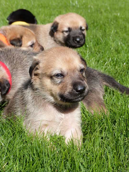 chinook dog